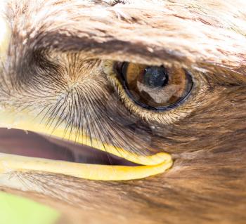 The eye of an eagle in nature. macro