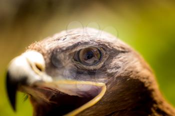 Portrait of an eagle in a park in nature
