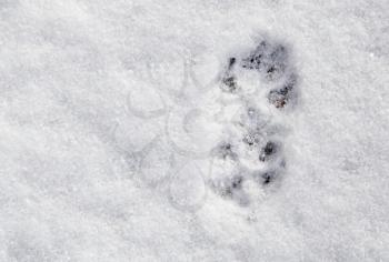 Dog footprints in the snow as a background .