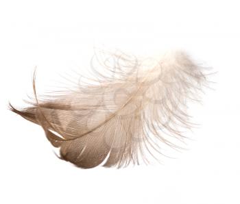feather on a white background . A photo