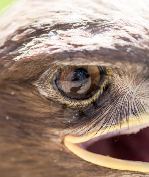 The eye of an eagle in nature. macro