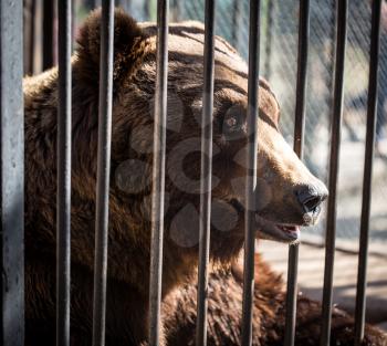 Bear behind the metal fence at the zoo .