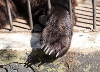 Paw of a bear behind a metal fence at the zoo .