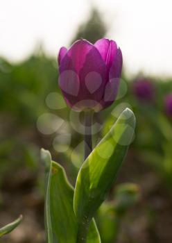 Beautiful purple tulips in a park in nature