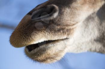 Nose of a giraffe against a blue sky .