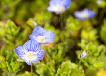 Beautiful little blue flower on nature. macro