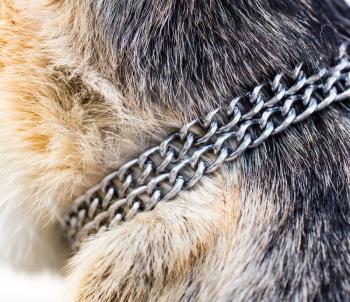 Chain on the neck of a dog .