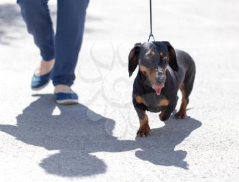 Man holds a leash dog on the nature