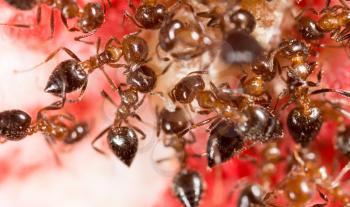 War of ants in nature. Macro photo