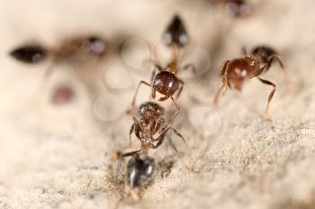 Ants on the ground in nature. macro