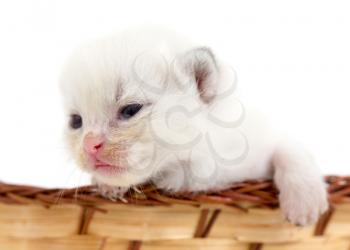 Newborn kitten in a basket on a white background .