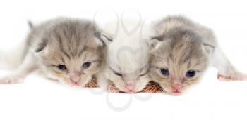 Three newborn kitten isolated on white background .