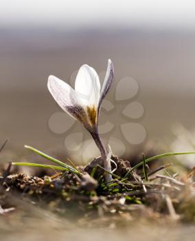 Beautiful snowdrop flower on nature in spring .