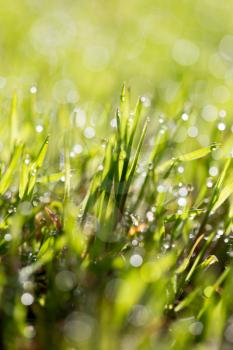 Green grass in the dew on the nature .