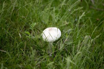 White mushroom on nature in the grass .
