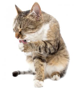 Cat is washing his tongue against a white background