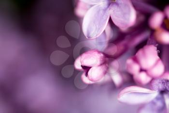 Beautiful little flowers of lilac as background. macro