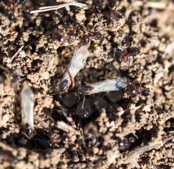 Ants on the ground in nature. macro
