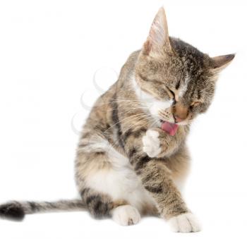 Cat is washing his tongue against a white background