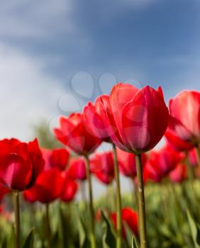Red tulips against the blue sky in the nature .