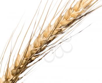 Yellow wheat ear isolated on white background .