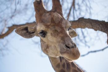 Giraffe on the background of a tree and a blue sky