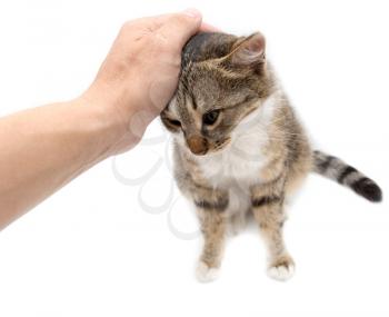 Man caresses a cat on a white background .