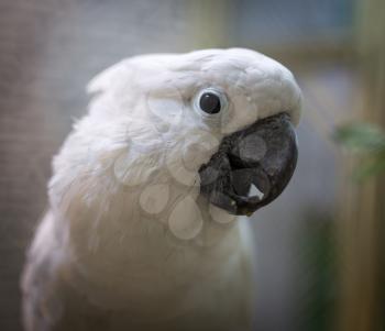 Portrait of a white parrot in a zoo