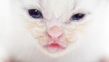 Beautiful portrait of a newborn white kitten .