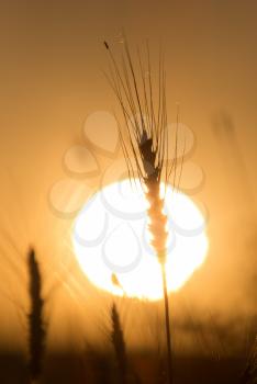 Ears of wheat on the background of a golden sunset .