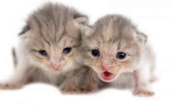 Two newborn kitten isolated on white background .