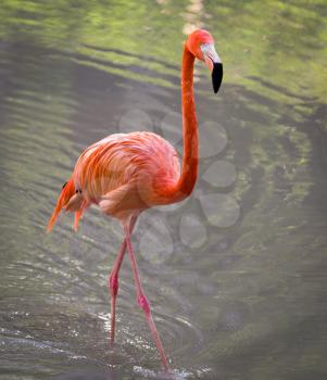 Pink flamingo on a pond in nature .