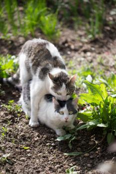 Cats make love in the spring outdoors .