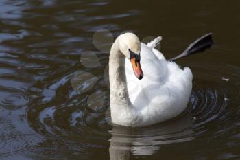 White swan on a pond in the park .