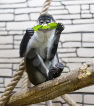 Monkey eats green leaves at the zoo