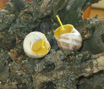 Beeswax candles votives in snail shell