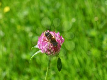Bee collect pollen on red clover flower on green grass background