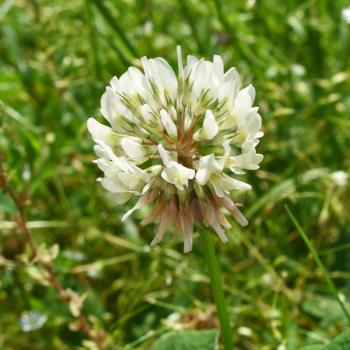 Bee collect pollen on white clover flower on green grass background