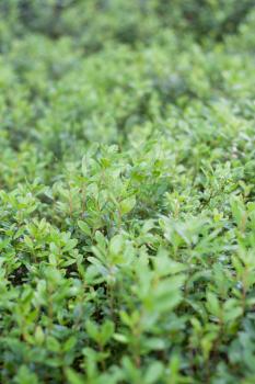 Royalty Free Photo of a Cowberry Bush