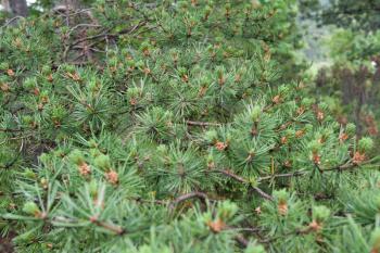 Royalty Free Photo of Pine Branches