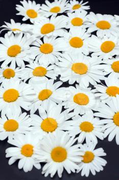 Royalty Free Photo of a Bunch of Daisies