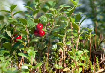 Royalty Free Photo of a Cowberry Plant