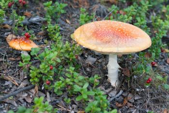 Royalty Free Photo of Poisonous Mushrooms