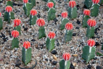 Royalty Free Photo of a Bunch of Cacti