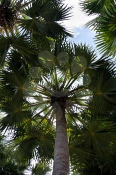 Royalty Free Photo of a Palm Tree