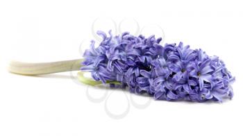 Royalty Free Photo of Lavender Flowers
