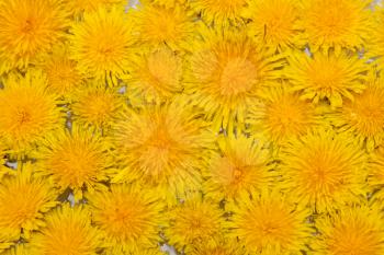 Royalty Free Photo of Yellow Dandelions