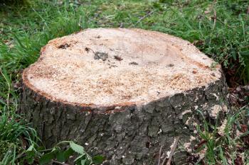 Royalty Free Photo of a Tree Stump