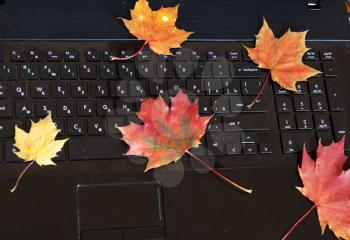 Royalty Free Photo of Leaves on a Laptop