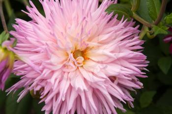 Royalty Free Photo of a Violet Dahlia